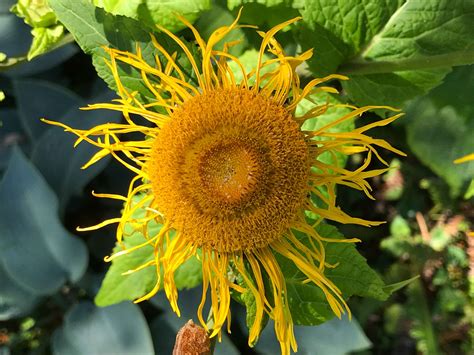 Starting perennial flowers from seed can be a challenge: Need identification of yellow flowering plant - Gardening ...