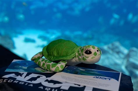 Adopt A Sea Turtle Georgia Aquarium