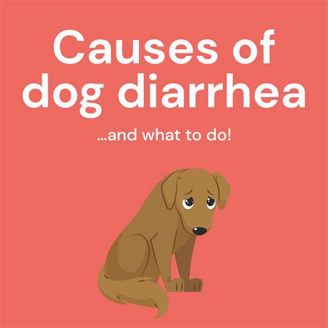 Learn About The Causes Of Dog Diarrhea And What To Do Dig Labs