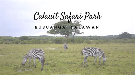 Busuanga Day Tour Calauit Safari Park Pamalican Island And