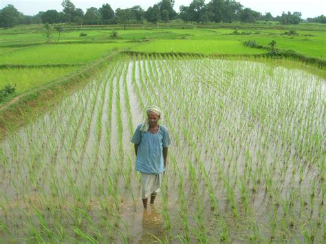Wb Saline Variety Of Paddy Successful In The Sundarbans Newsclick