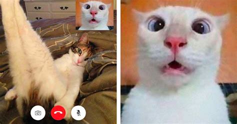 Hilarious Cat Pics From Cat Video Calls Actually Seem Pretty Naughty