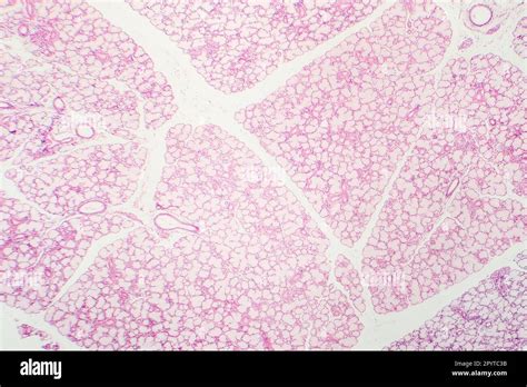 Glandular Epithelium Micrograph Of Submandibular Salivary Gland Stock