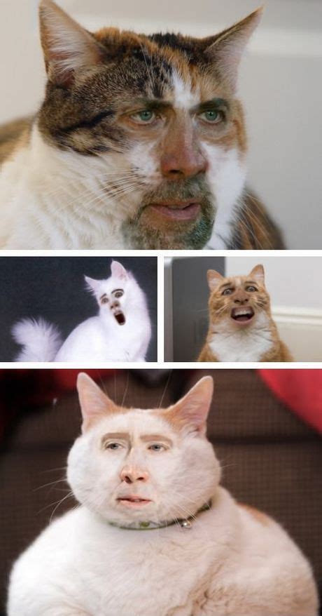 Cage Cat Face Swap Funny Face Swap Face Swaps Funny Pictures
