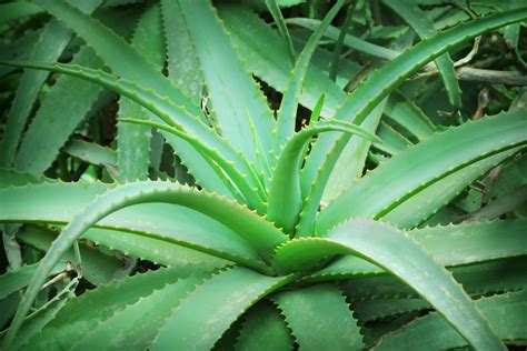 Aloe vera is commonly used in traditional medicine to treat skin disorders. ALOE VERA (3 LTS) - Puerto Jardin