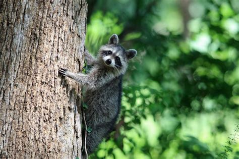 Raccoon Removal And Control Animal Control Specialists