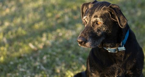 Senior Dogs For Adoption Why Adopting An Older Dog Is The Best