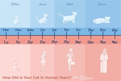 How Old Is Your Cat In Human Years