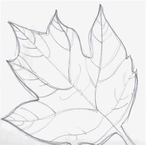 Leaf Drawing Images At Getdrawings Free Download