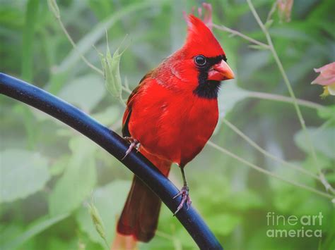 Northern Male Red Cardinal Bird Photograph By Peggy Franz Fine Art