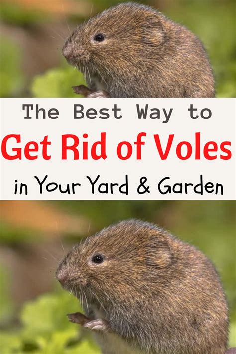 How To Get Rid Of Voles In Your Yard And Garden Lawn Pests Garden