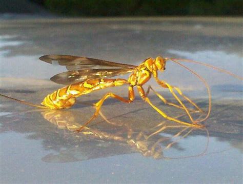Wasp Sawfly Megarhyssa Macrurus Bugguidenet