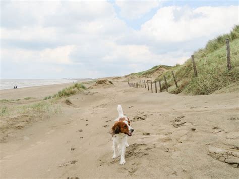 Met De Hond Naar Bloemendaal Aan Zee Het Hele Jaar Door Loslopen