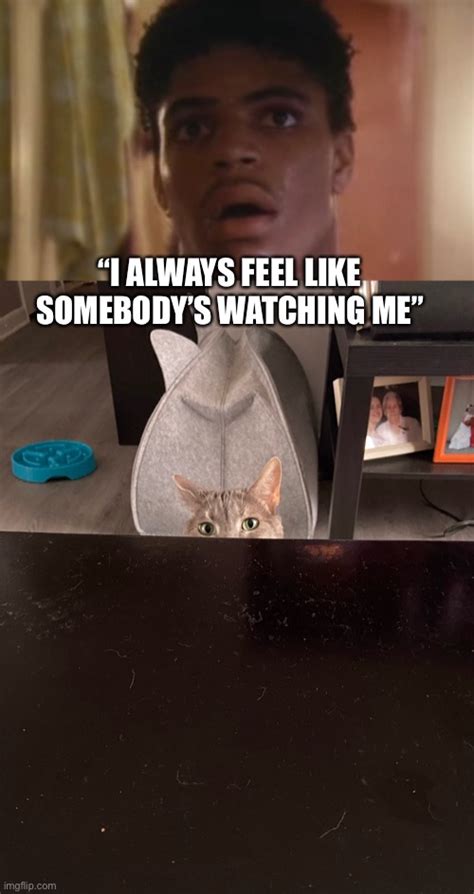 Cats Rockwell Memes GIFs Imgflip