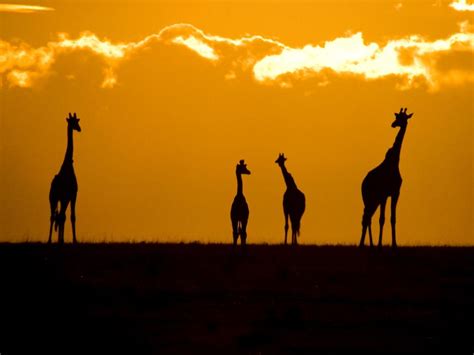 Giraffes At Sunset Masai Mara Park Kenya Photo By Randy Crossley