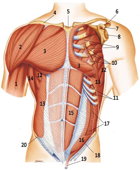 Chest Muscles Diagram Quizlet