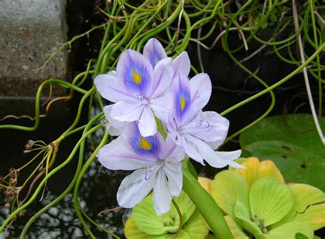 Top 7 Most Beautiful Aquatic Flowers In The World The Mysterious World