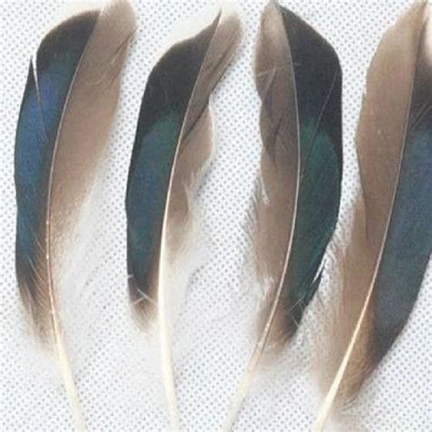 50pcs Mallard Duck Wing Feathers Quill Naturalshocking Blue 5 6 12