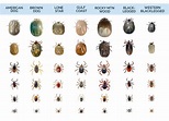 What Do Ticks Look Like? | Tick Identification Guide