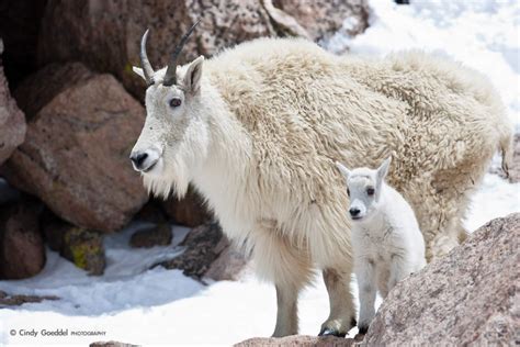 Mountain Goat And Kid Cindy Goeddel Photography Llc