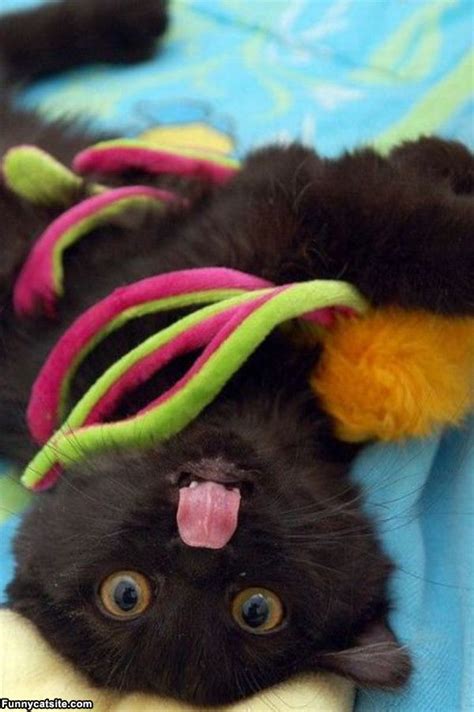 10 Upside Down Cats Of The Internet Ruby Canoe Home