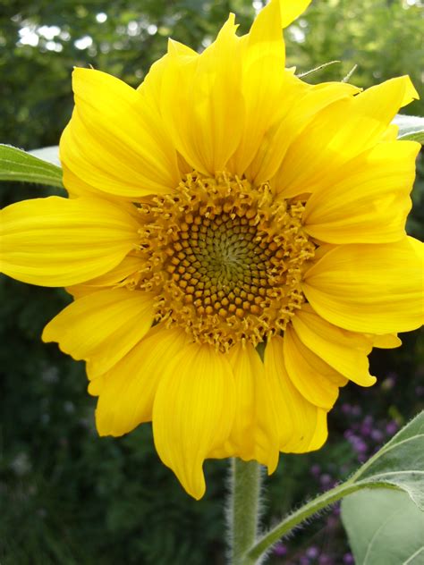 Kids would love it too, but it's worth visiting as an adult, too. Kelli's Northern Ireland Garden: July flowers