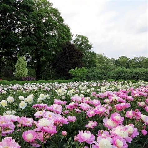 Martha Stewarts Peonies Garden G1 Come To The Garden