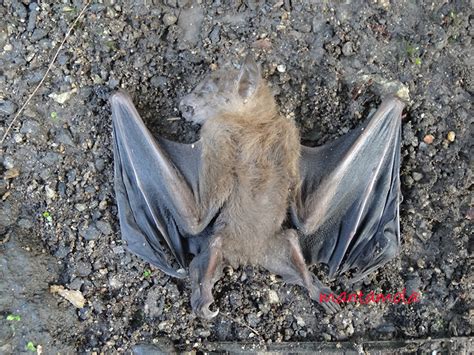 Manta Blog Common Fruit Bat Rip