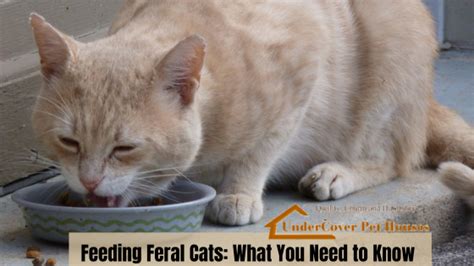 Feeding Feral Cats Everything You Need To Know Undercover Pet Houses