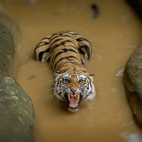 Angry Tiger 🐯 Photo By Kmgphotography Wildgeography Wildlife Nature