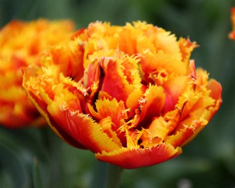 Tulip Gold Dust Bulbs — Buy Online At Farmer Gracy Uk