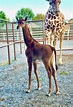 Spotless giraffe, believed to be only one in the world, born at U.S ...
