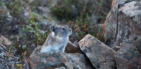 Collared Pika Us National Park Service