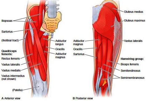 Leg Muscle Diagram Anterior Muscles Of The Hips And Thighs Human