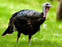Archivo:Wild Turkey.jpg - Wikipedia, la enciclopedia libre