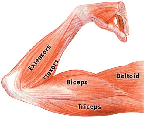 Arm Muscles Labeled Medicalanatomymusclearmmuscleslabeledpnghtml