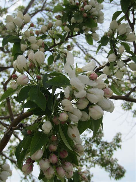 17 Best Images About Joslyn In Full Bloom On Pinterest Trees And