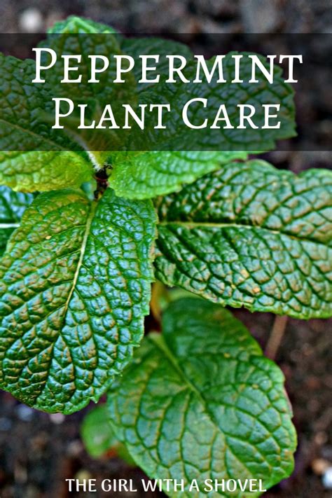 3 Keys To Outdoor Mint Plant Care Mint Plant Care Plant Care Mint