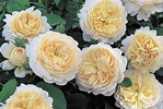 Dream of David Austin English Roses - Cinthia Milner