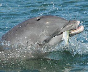 For normal dolphins in the waters at sea or in rivers, there are slight variations in the food that they feed on as compared to the pets in aquariums. Dolphins have a taste for noisy fish › News in Science ...