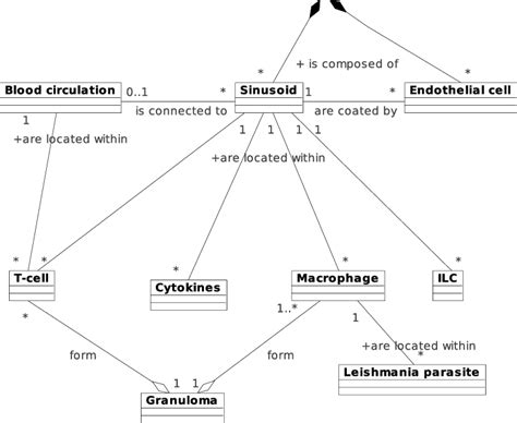 Uml Class Diagram Of The Basic Types Of Entities Involved In Granuloma
