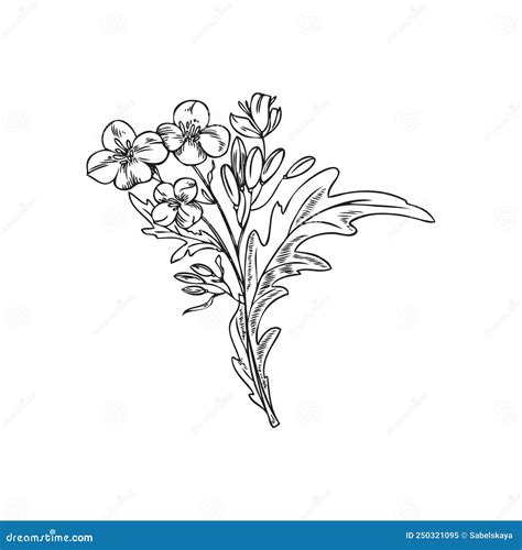 Hand Drawn Mustard Plant Sketch Style Vector Illustration Stock Vector