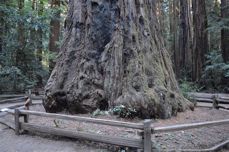 The Hill That Saved Santa Cruz Mountains Redwoods Loyalty Traveler