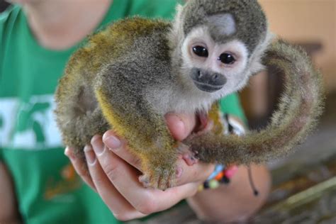 Cute Monkeys At The Animal Rescue Center Lead
