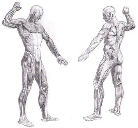 Anterior, medical and posterior thigh muscles. Full body muscle system by rrog on DeviantArt