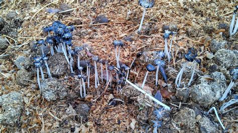 Black Mushrooms With White Stems All Mushroom Info