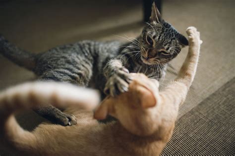 Kittens of a feral cat biting, kicking and play fighting with each other and with human hand xd. 10 Tips to Stop Cat-To-Cat Aggression