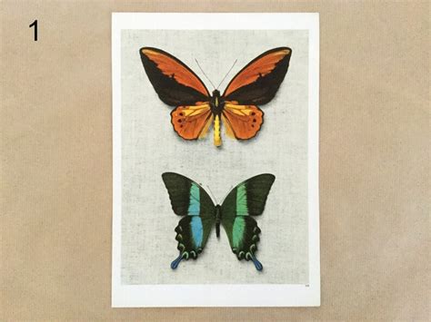 Vintage Butterfly Prints For Framing Botanical Wall Art Book Etsy