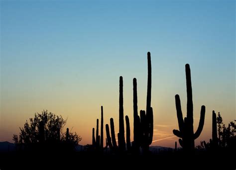 Saguaro Cactus Silhouettes Free Image Download