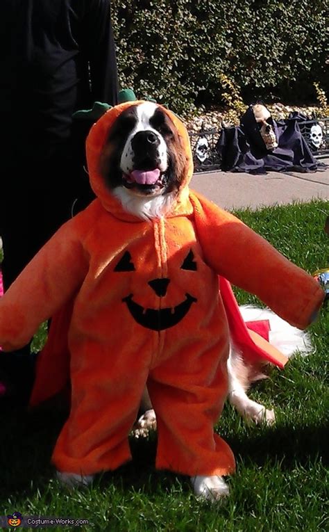 st bernard pumpkin costume ideas  dogs